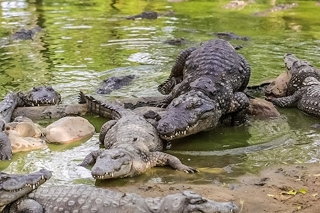 Madre avienta a su hijo a canal repleto de cocodrilos