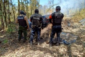 Puebla y Tlaxcala aseguran más de 200 troncos de madera ilegal en La Malinche