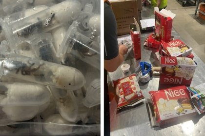 Escalofriante: hallan mil 500 tarántulas en paquetes de galletas