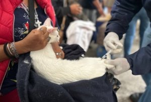 Refuerza Gobierno de la Ciudad jornadas de protección animal en colonias Vicente Suárez y Guadalupe Hidalgo