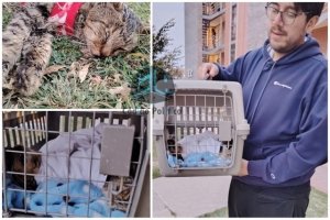 Héroes sin capa; pareja rescata a minino herido en El Rosario