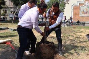 Celebra Gobierno de la Ciudad el 26 de enero como Día Municipal del Árbol Urbano