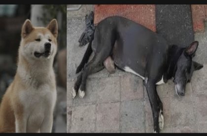 El &quot;Hachiko de Culiacán”: la historia del perrito que espera a su dueño asesinado
